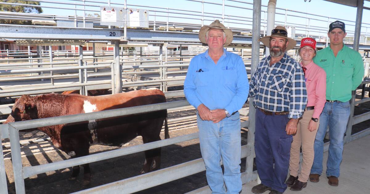 Narralda Shorthorn offering impresses buyers at Mount Barker