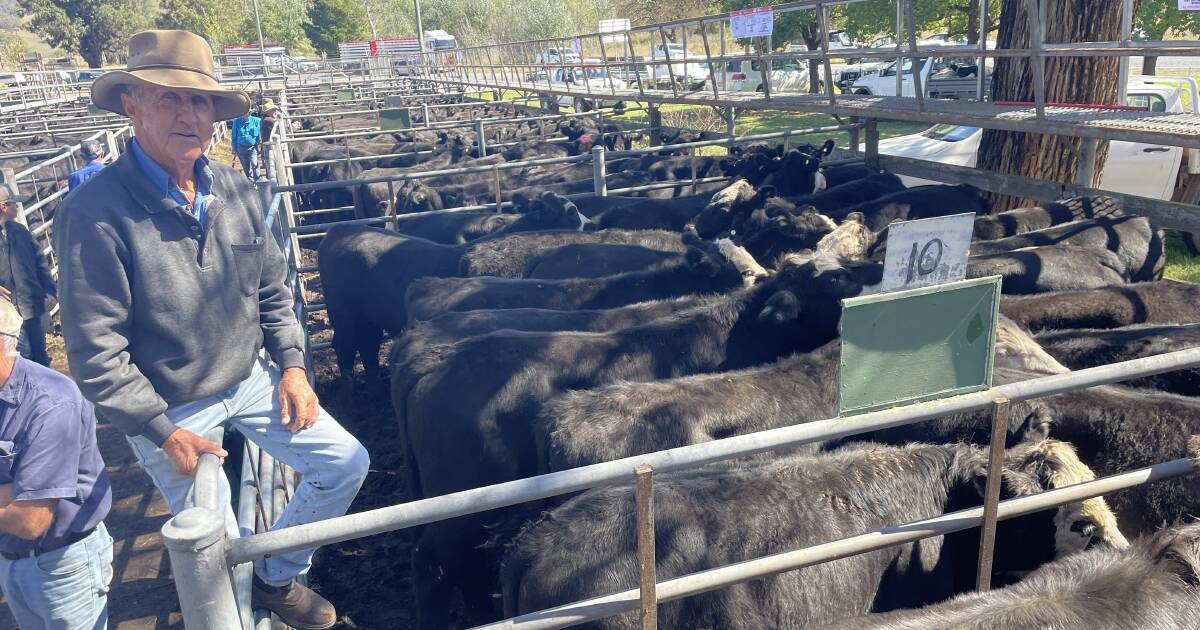 Strong cattle market at Elders Tumut sale | The Land