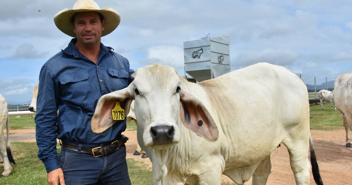 Ray Vella’s Brahman journey: NCC herd acquisition | North Queensland Register