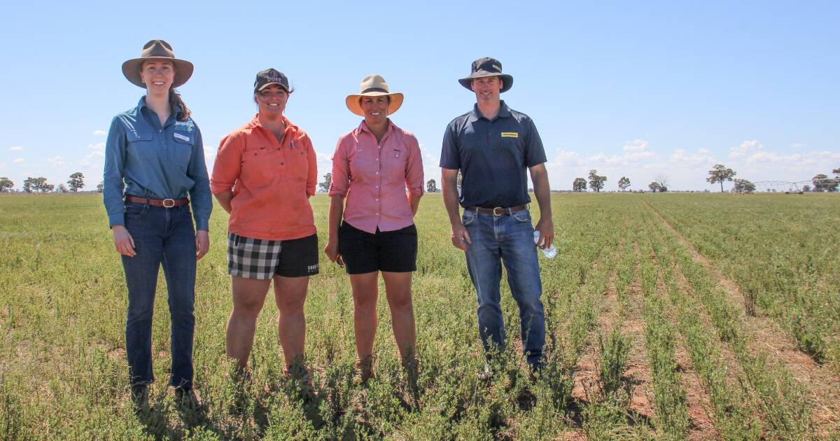 Lucerne grazing tips for resilient crops | The Land