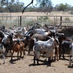 'Serious, deplorable behaviour': Our chook farmers have been cooked