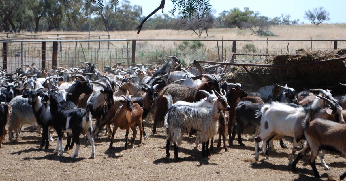 New national vendor declarations for harvesting rangeland goats in 2025