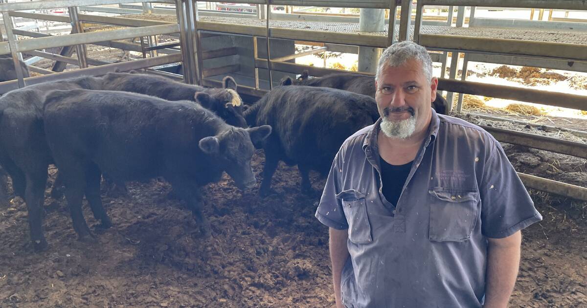 Light cattle market still solid at Carcoar store sale