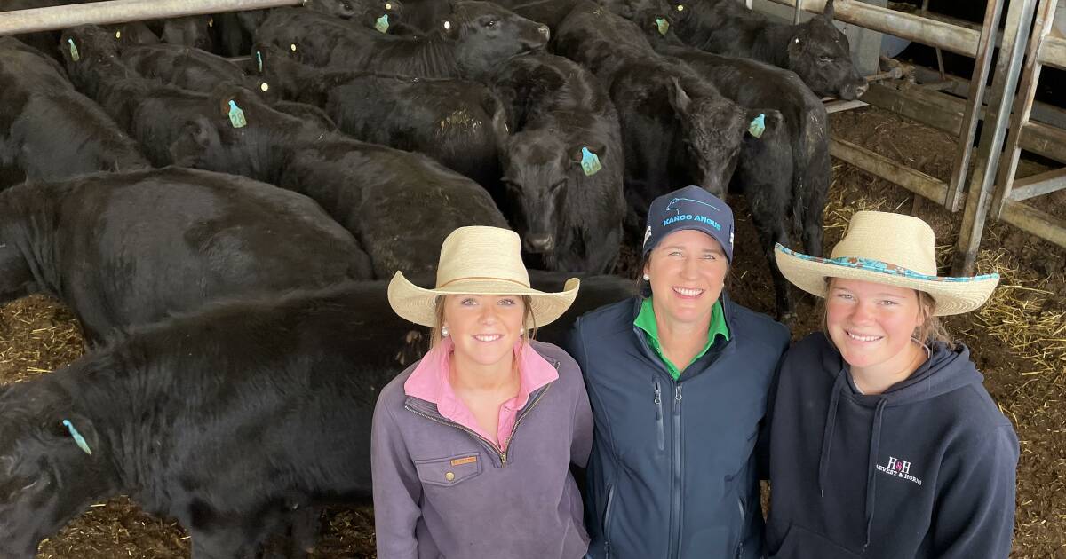 Fresh focus on heifers at NSW sales