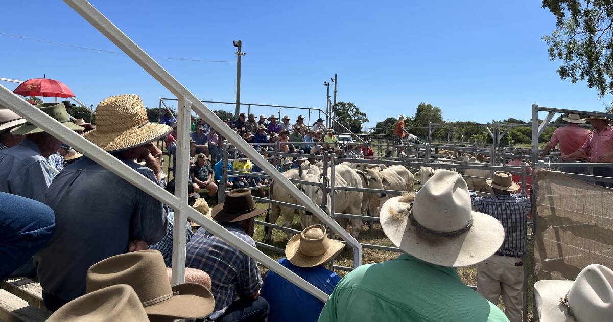 Bowen region hosts first cattle sale in 17 years