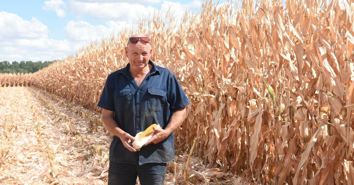 As good a season as ever for Riverina corn growers