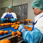 Lismore factory satisfies Japanese taste for Norco ice cream