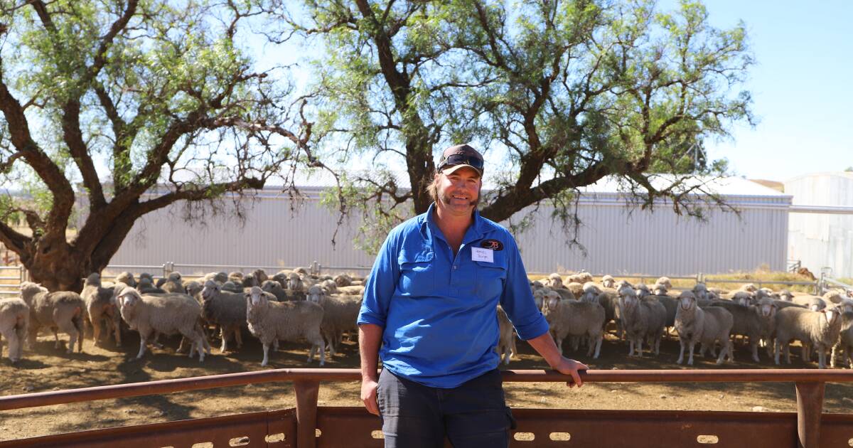 ‘Balanced’ Merino ewes win Cootamundra maiden ewe competiton | The Land