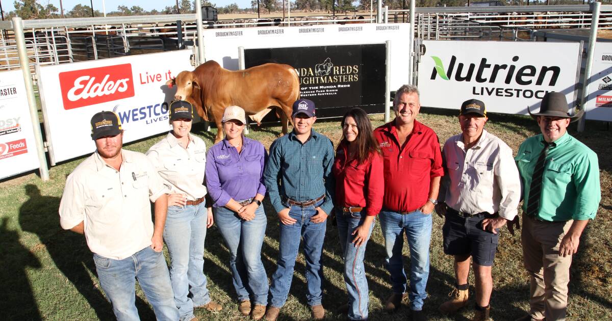 Quality and consistency featured in the large sale team of bulls. | Farm Weekly