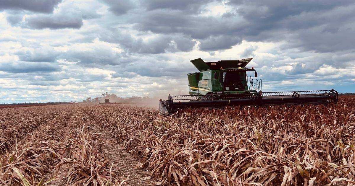 On the sorghum harvest trail from Victoria to Toobeah