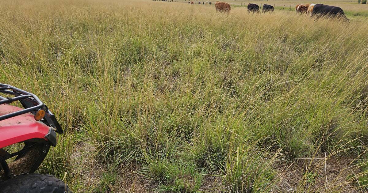 Upgraded native grasses can be extremely productive, profitable | The Land