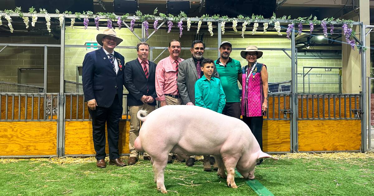 Tickled pig: auction back with a bang at Sydney Royal after 26-year hiatus