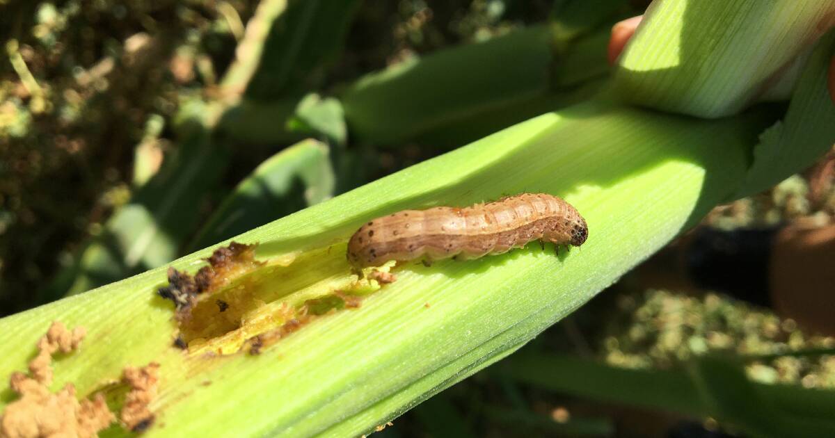 APMVA reveals fall armyworm Emergency Use Permits requests. | Queensland Country Life