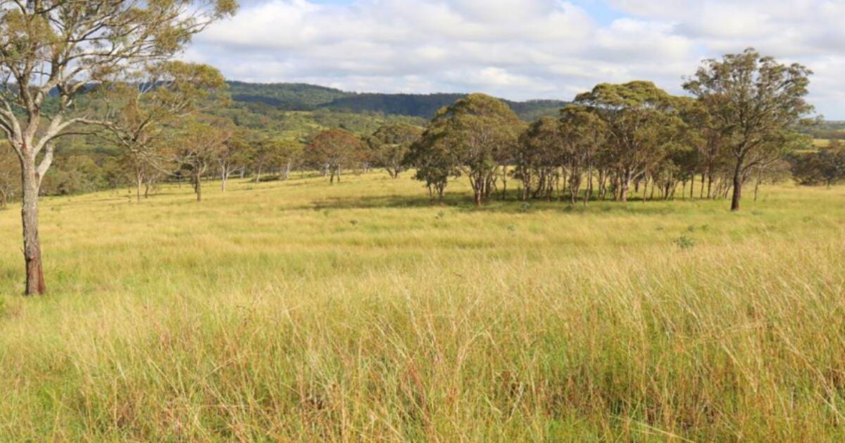 Bolongo presented as well grassed, 'good' cattle country