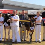 Tropical breeds among big winners at Warwick and Mundubbera shows