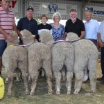 Central Qld aggregation Teddies and Ardena sold after auction