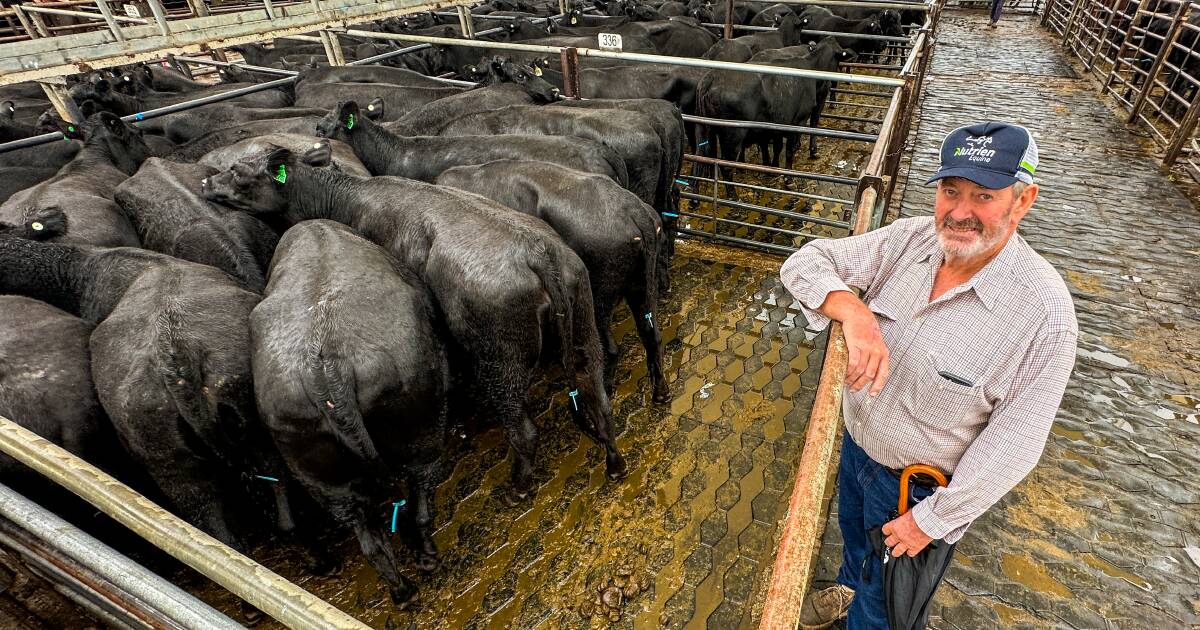 Dubbo's store sale market held firm as more than 60mm of rain hit the ground