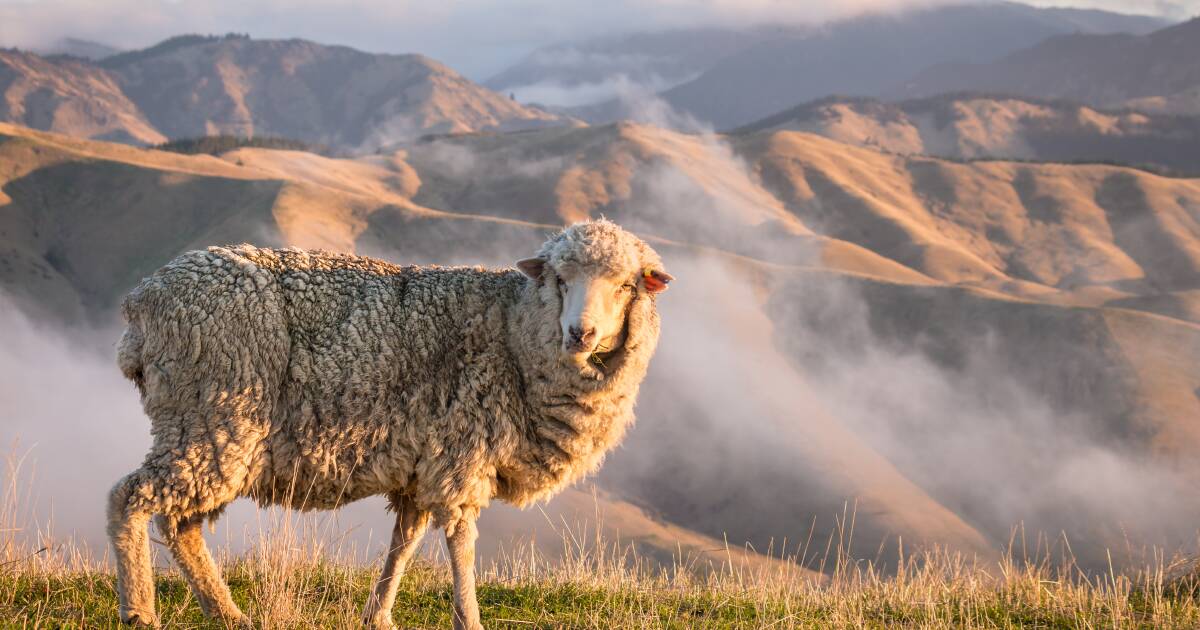 George King’s view on why farmers need to pick a side on carbon | The Land