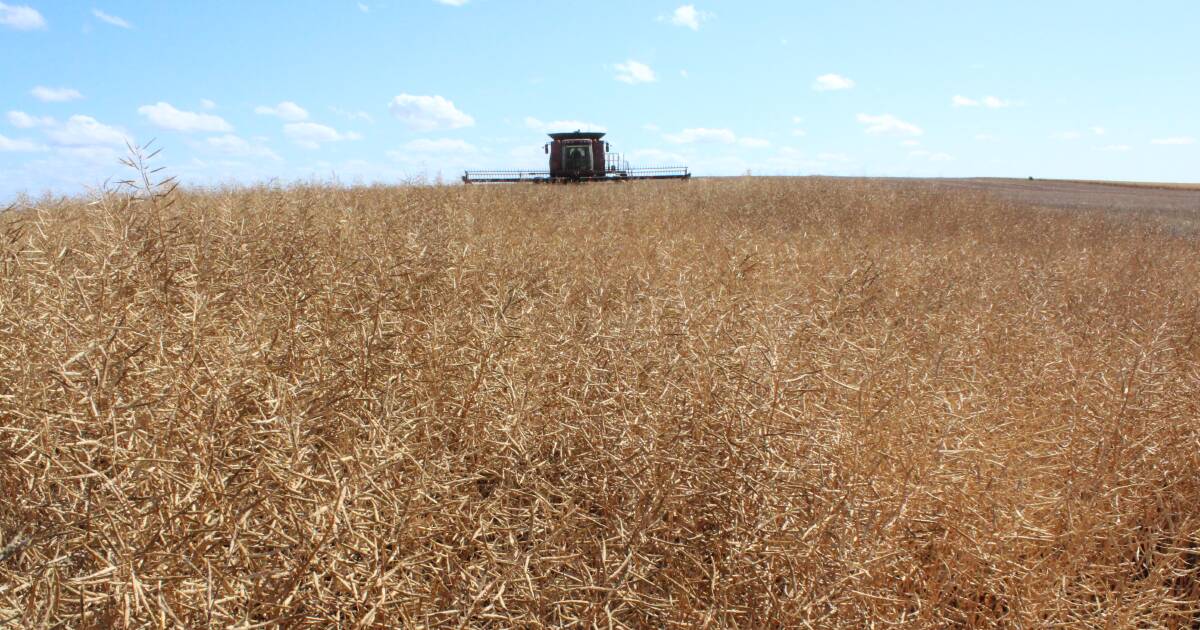 Canola crushing aspirations announced