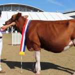 Success stories: Queenslanders shine in US rodeo scene | Queensland Country Life