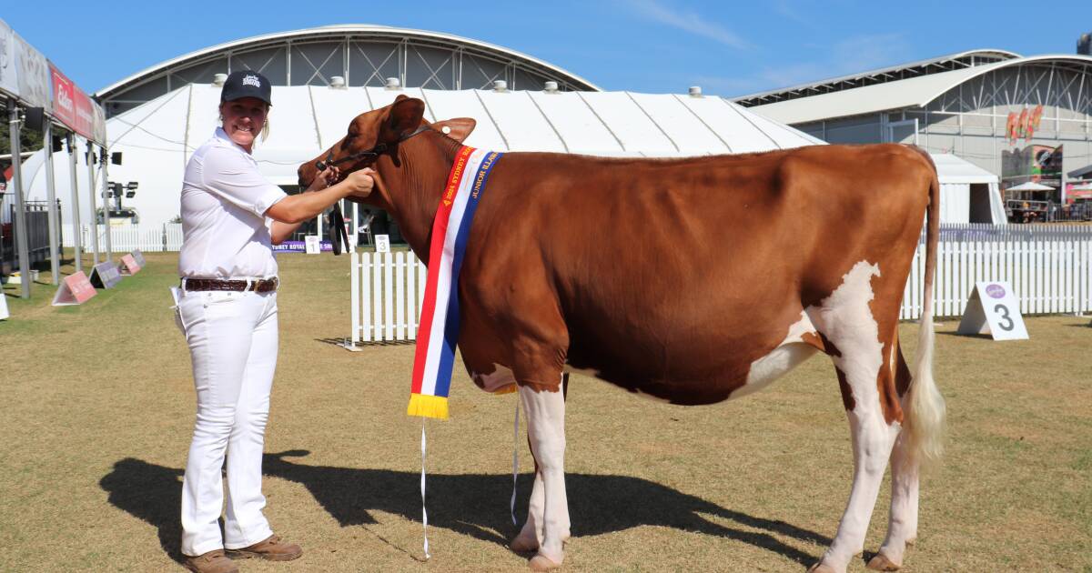 Illawarra heifer claims junior champion ribbon with winning roots | The Land