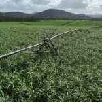 Springsure Cattle Camp success