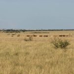 Man dies in rural Mackay roll-over