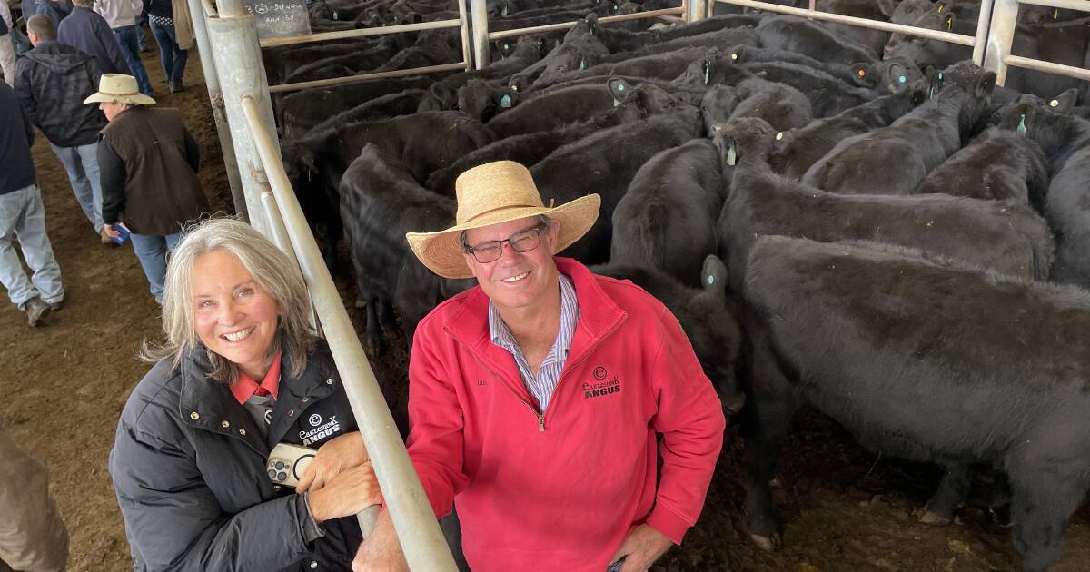 Ray White Armidale and Guyra weaner sale produces an outstanding result