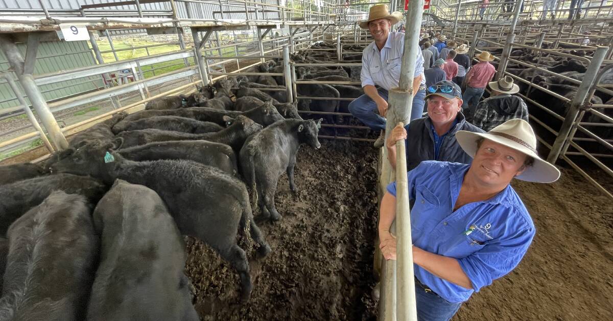 New England weaners average $1061 at Elders’ Armidale sale | The Land