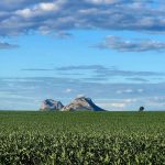 Rain devastates Downs sorghum in harvest window