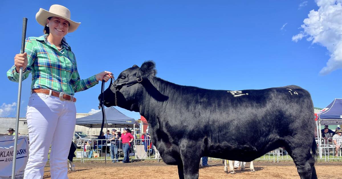 Cattle paraders shine at Kempsey Show