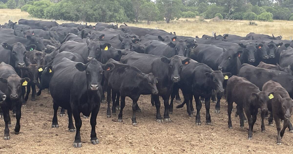 Meron family celebrates success with Wagyu cattle | Queensland Country Life