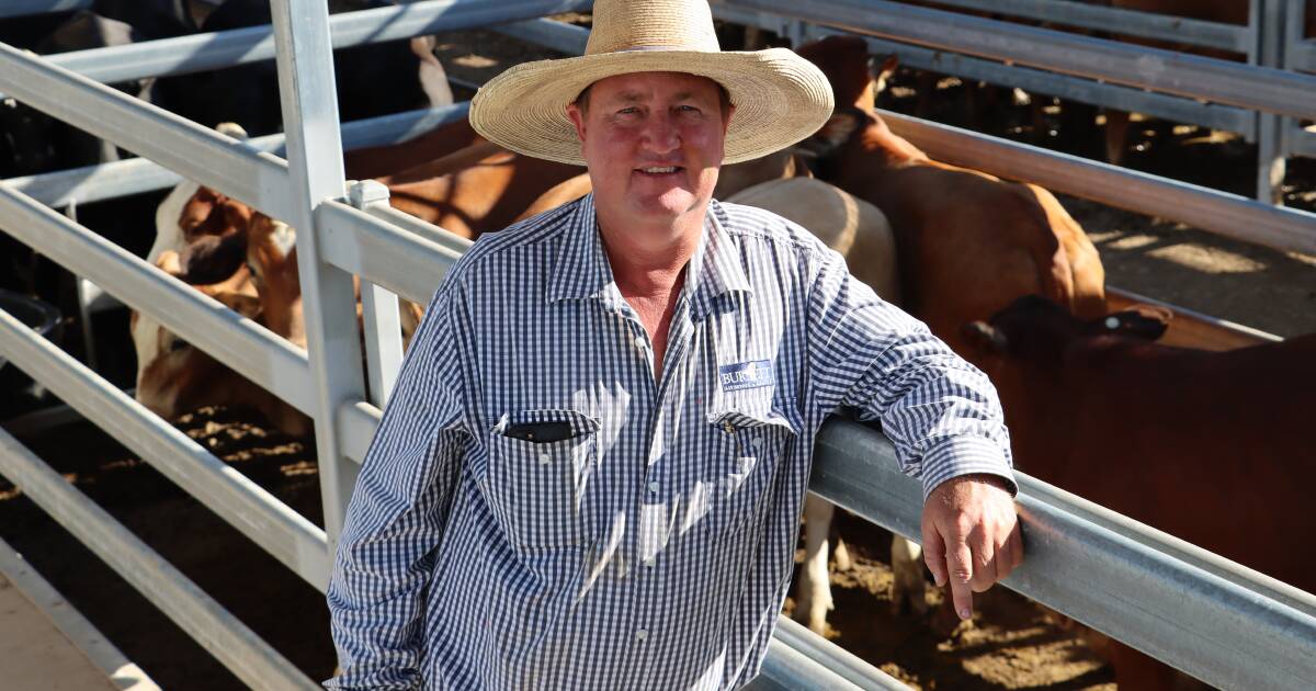 Weaner steers reach 428c at Biggenden