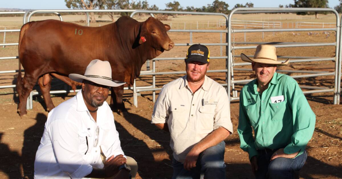 Munda Reds Droughtmaster Bull Sale tops at $38,000 | Queensland Country Life