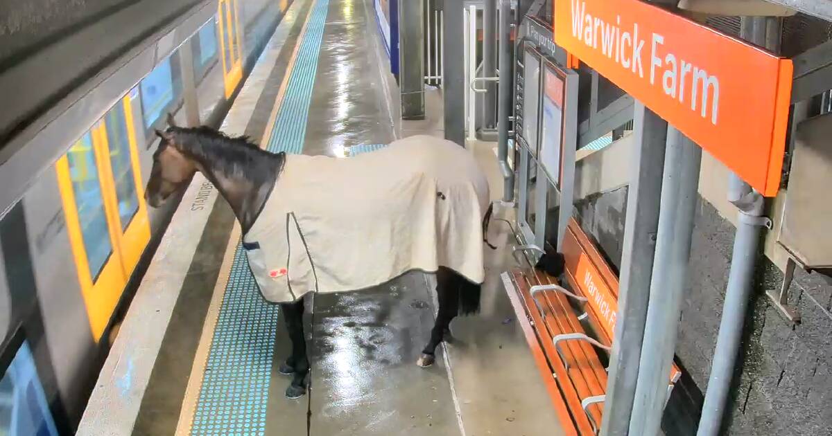 Racehorse hoofs it to train station to escape deluge