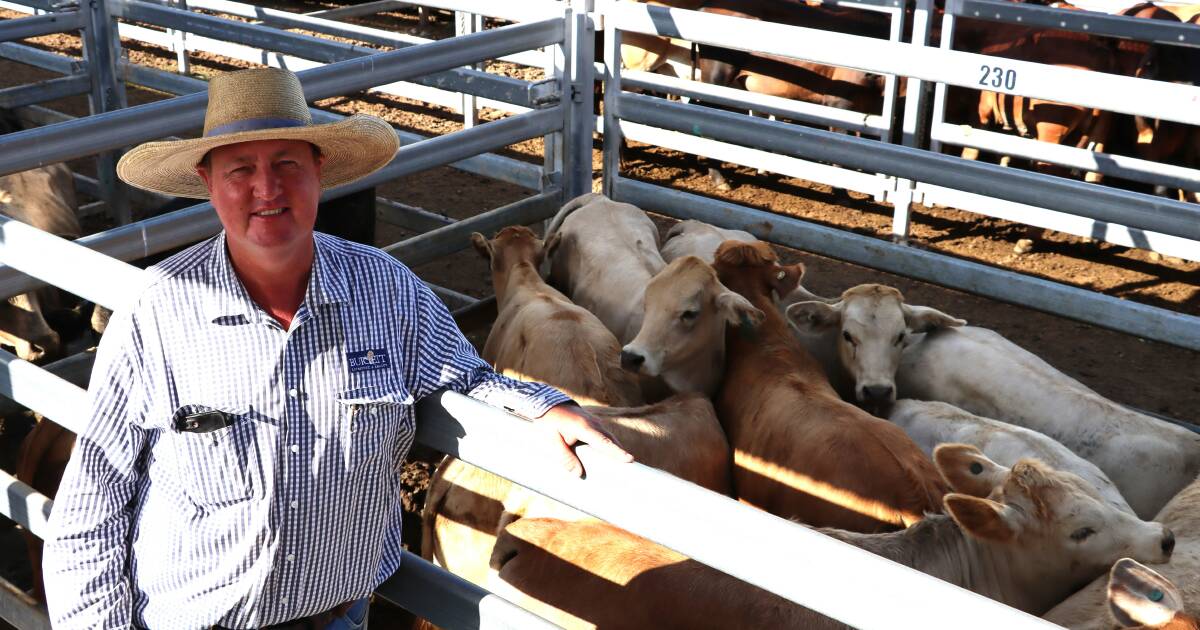 Weaner steers sell to 406c at Biggenden