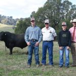 Feeding frenzy at Monto with trade weight steers selling to 365c/kg