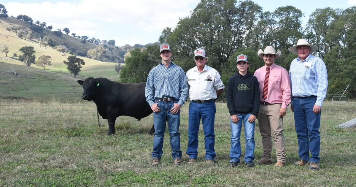 Flemington Limousin & Angus Bull Sale: Top Bulls & Buyers | The Land