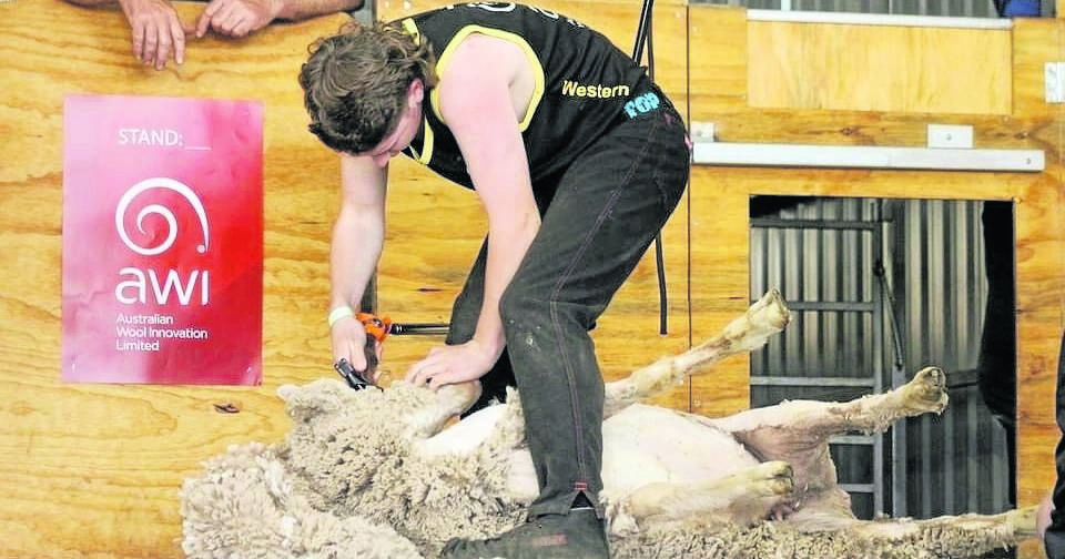 Caiden aims to be shearing comp top gun