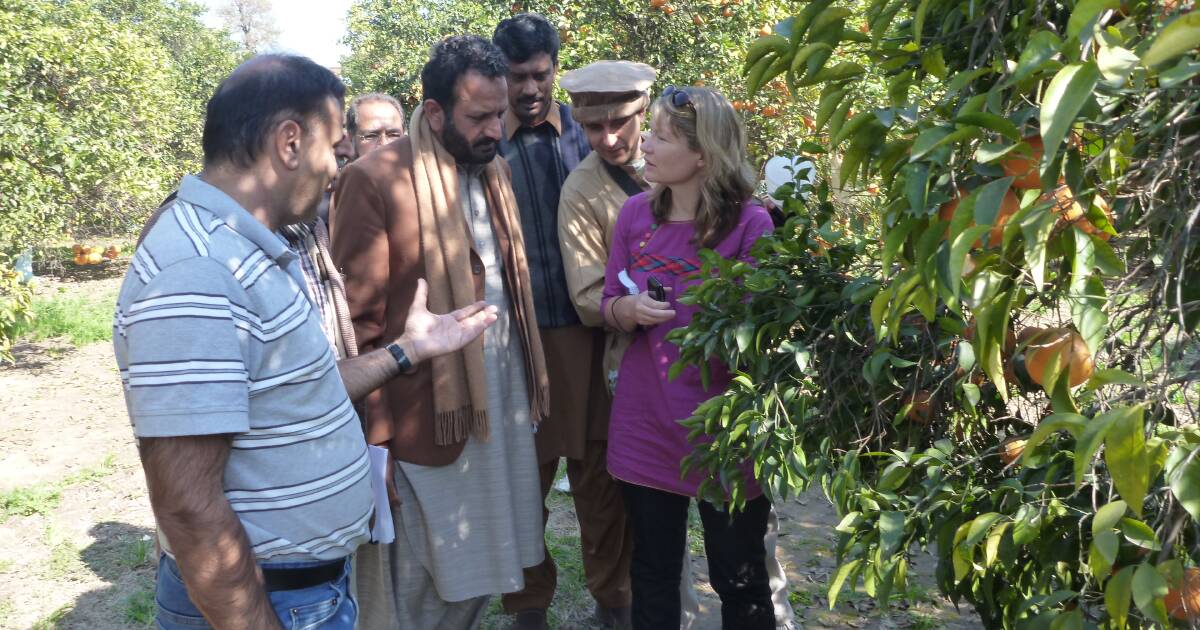 Dr Nerida Donovan’s 25-year career keeping citrus greening at bay | The Land