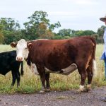 Steers 300-400kg top at 324c/kg at Mareeba