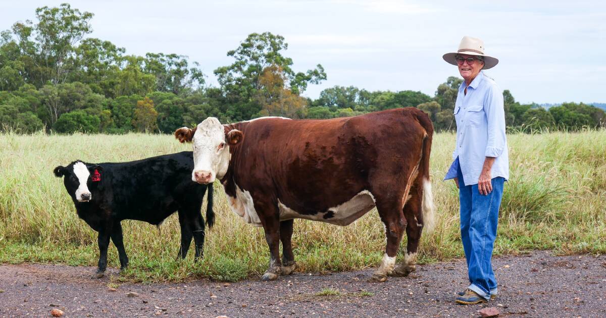 Last remaining cow of the legendary tick resistant Adaptaur cattle