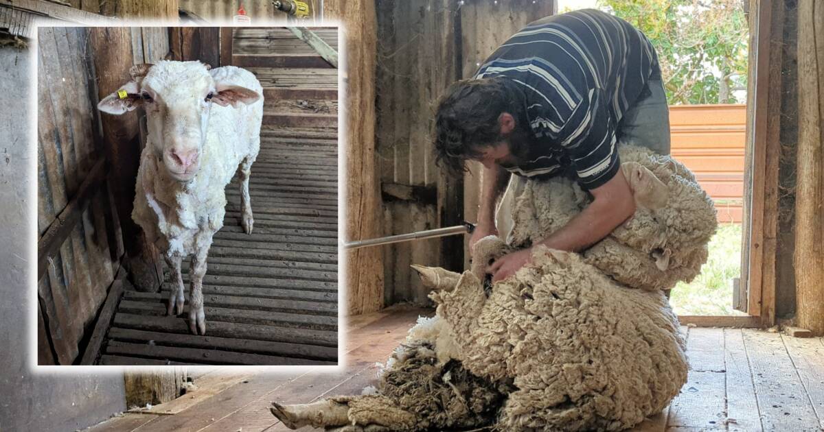 Runaway sheep sheds fleece after three years 'on the lam'