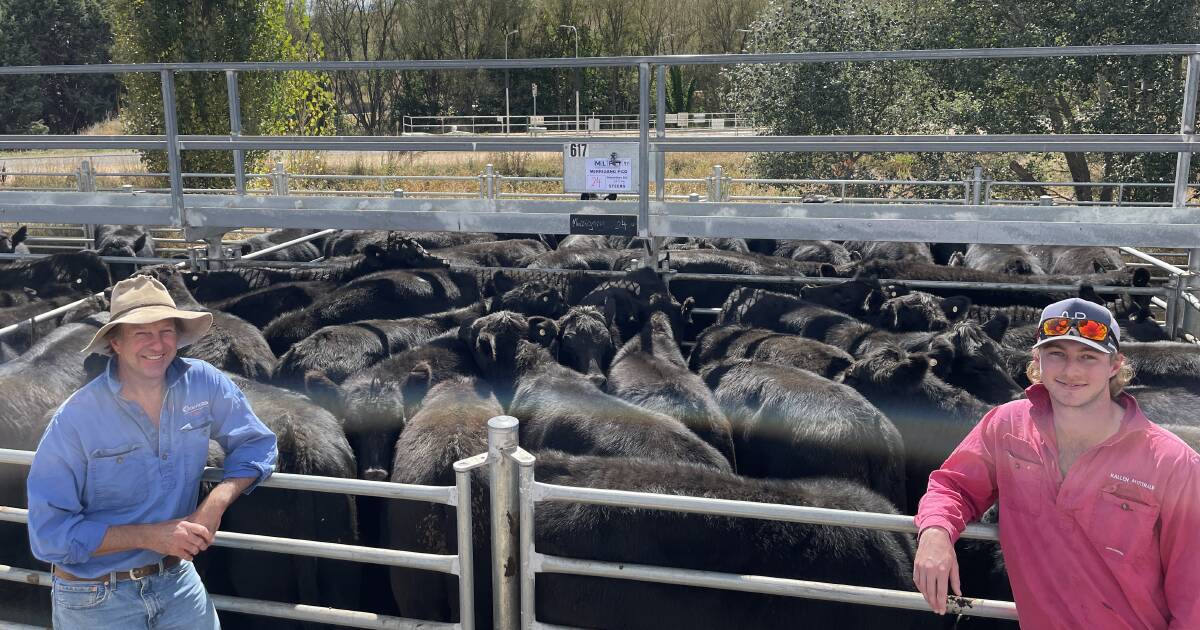 Angus cattle dominated at Cooma with $1480 top price for weaners | The Land