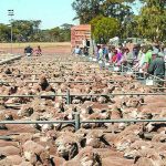 Cattle market lifts as rain allows sellers to sit back and wait