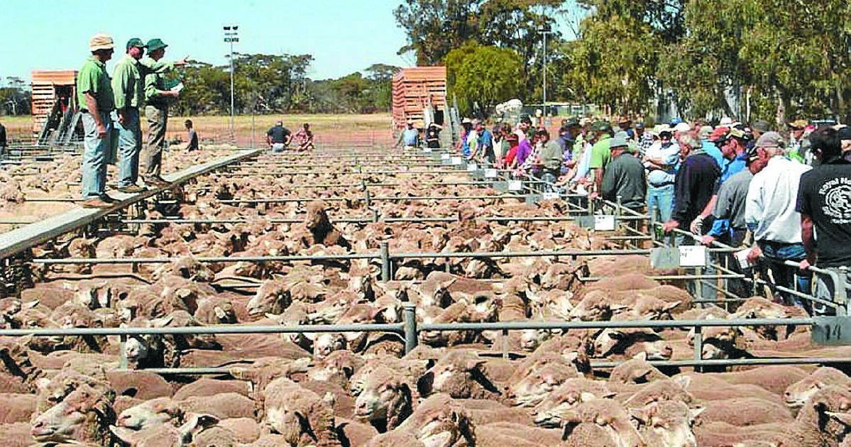 Consequences to shutting down live sheep trade