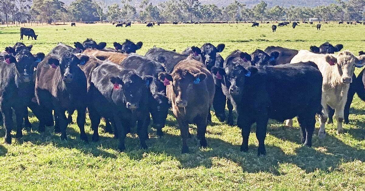 Elders to host Boyanup store cattle sales on April 19 and April 24. | Farm Weekly