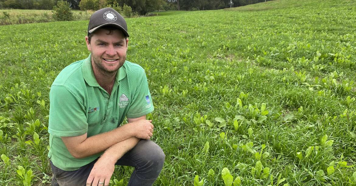 South Coast dairy pasture fertilisation trials | The Land