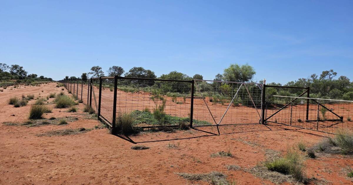 Scale exclusion fenced sheep, goat breeding aggregation | Video