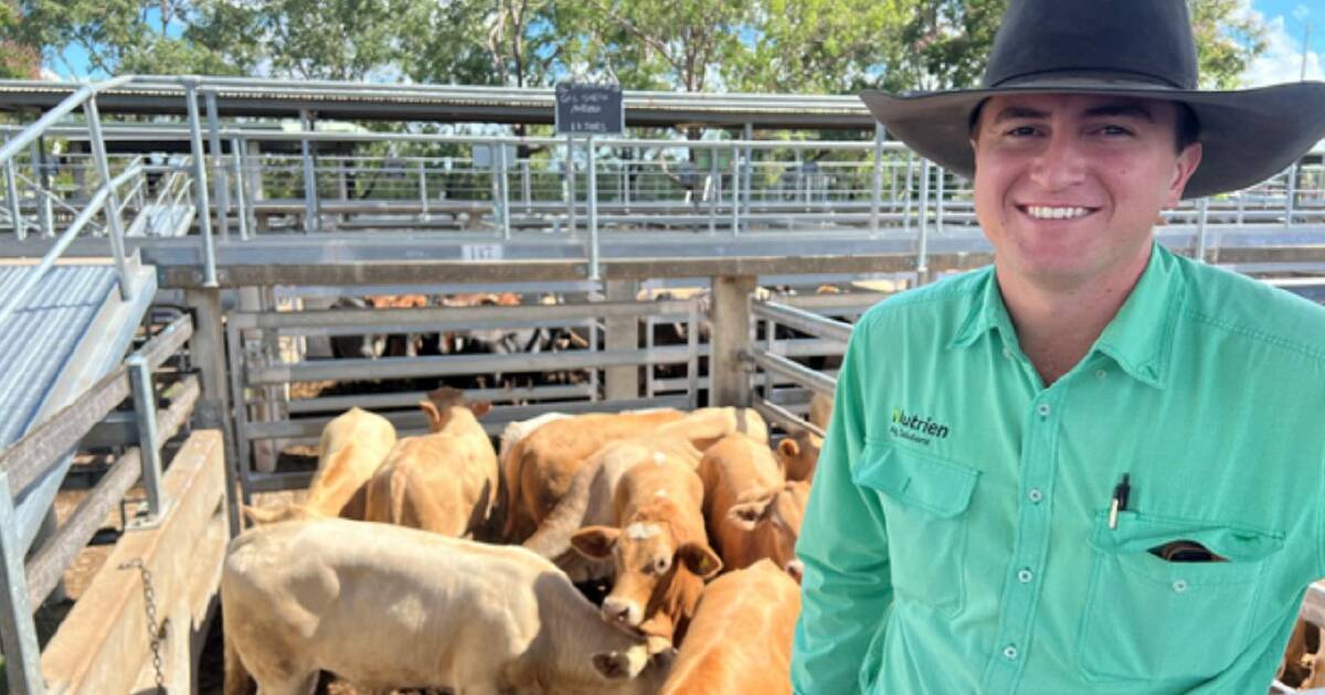 Prices improve at Gracemere